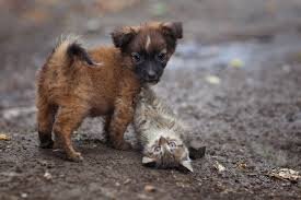 Законопроект «О содержании и защите от жестокого обращения домашних животных в Республике Крым» планируют рассмотреть на заседании сессии крымского парламента в декабре 2015 года